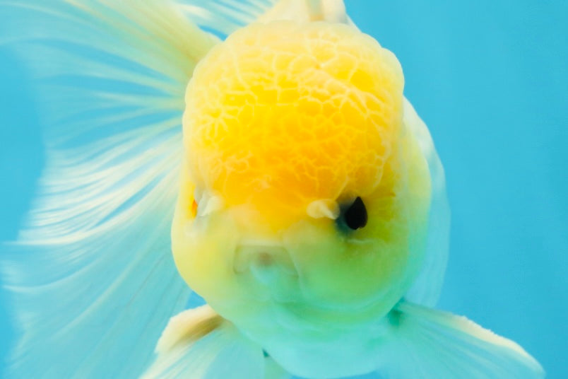 CHONKY A Grade White Button Eyes Oranda Male 5-5.5 inches #041825OR_13