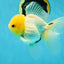 CHONKY A Grade White Button Eyes Oranda Male 5-5.5 inches #041825OR_13