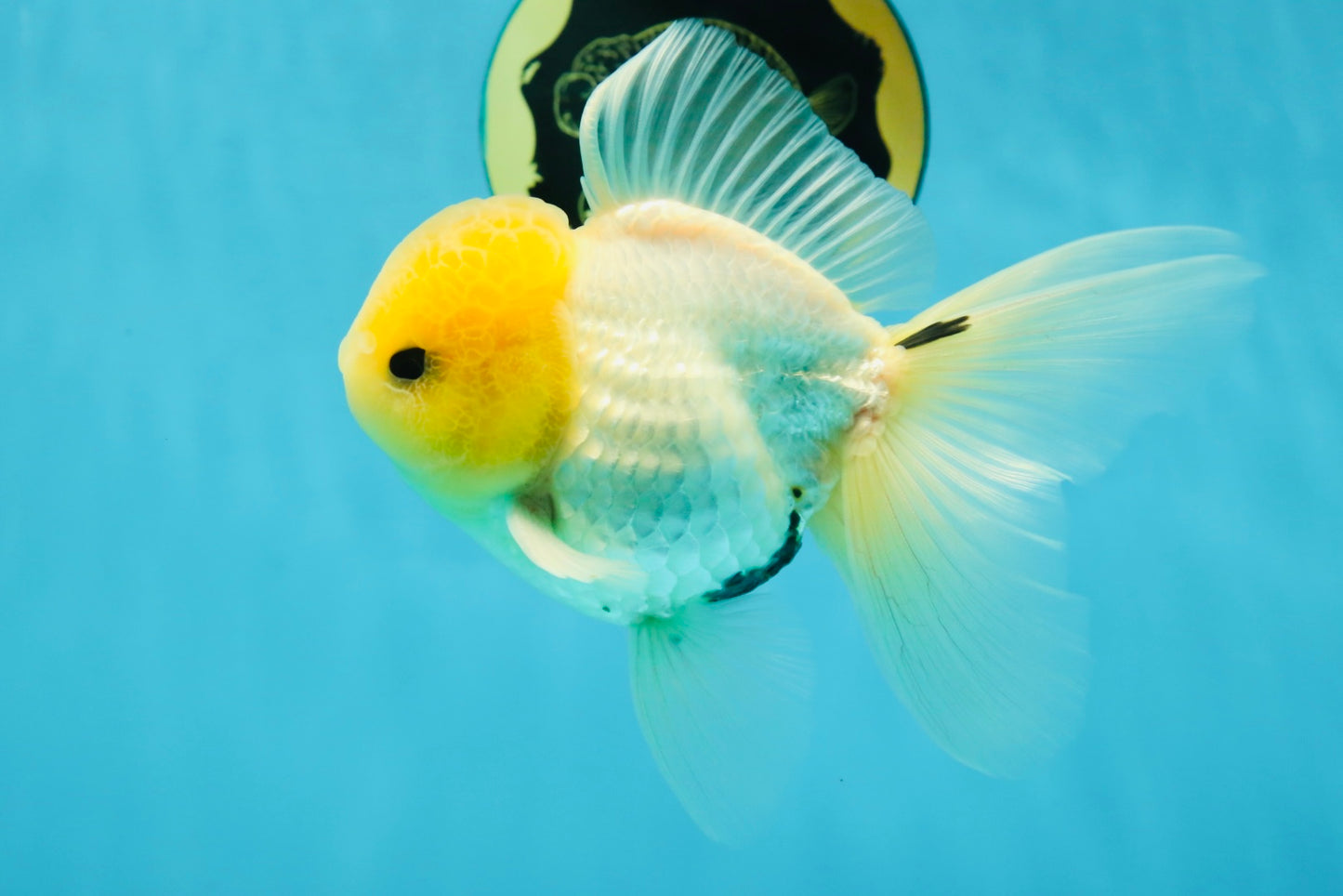 CHONKY A Grade White Button Eyes Oranda Male 5-5.5 inches #041825OR_13