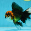 Fluffy Tail A Grade Tricolor Oranda Male 4.5-5 inches #041825OR_16