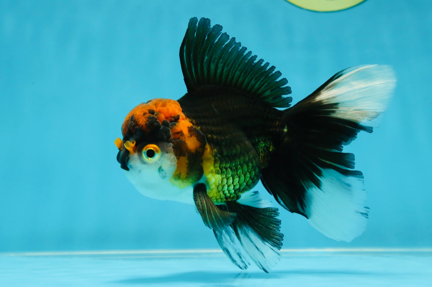 Fluffy Tail A Grade Tricolor Oranda Male 4.5-5 inches #041825OR_16