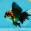 Fluffy Tail A Grade Tricolor Oranda Male 4.5-5 inches #041825OR_16