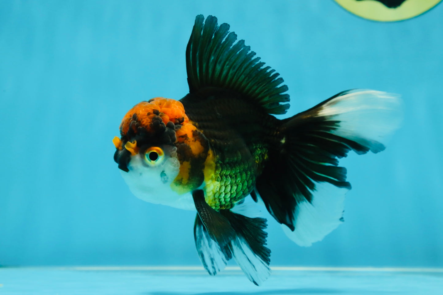 Fluffy Tail A Grade Tricolor Oranda Male 4.5-5 inches #041825OR_16