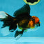 Fluffy Tail A Grade Tricolor Oranda Male 4.5-5 inches #041825OR_16