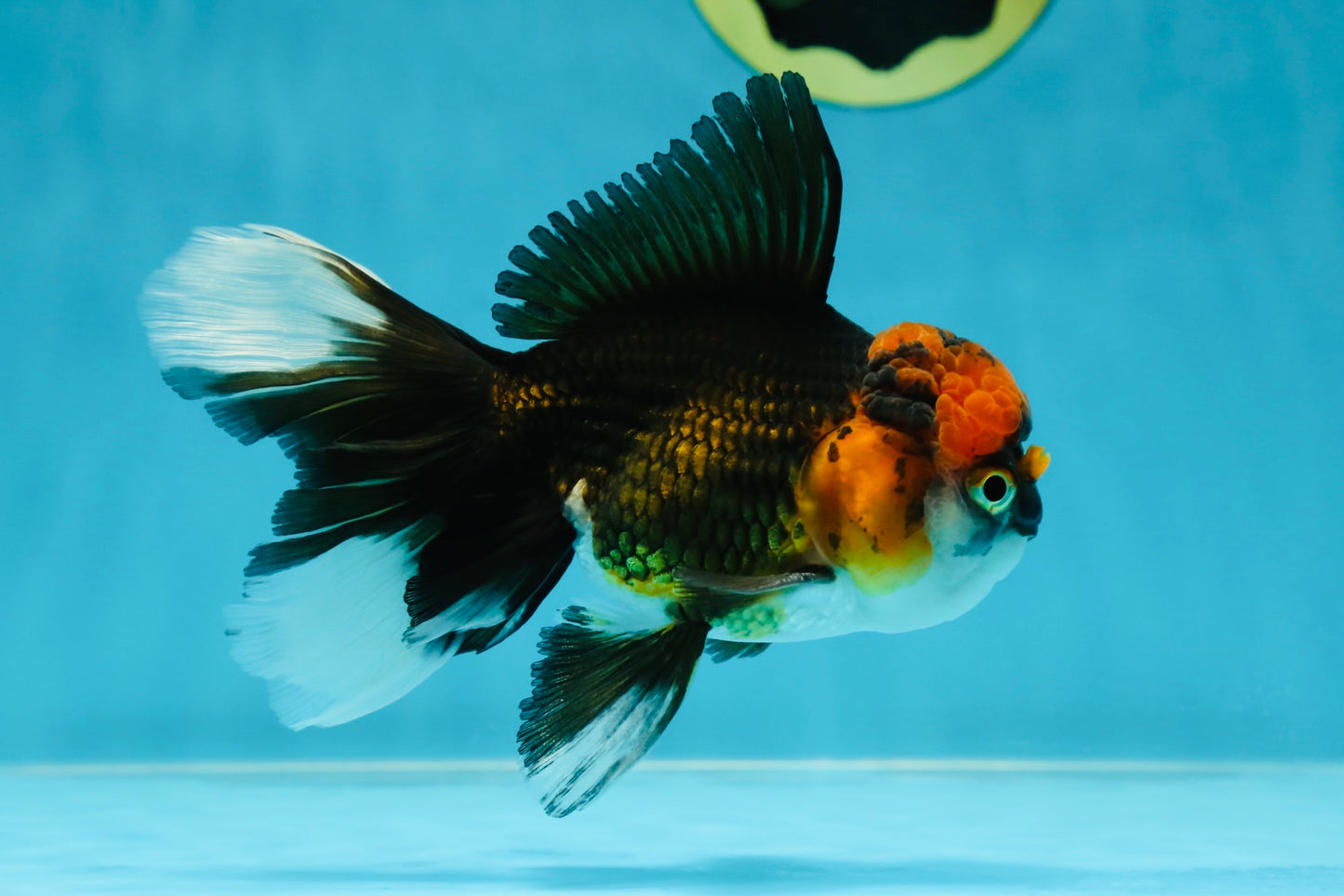 Fluffy Tail A Grade Tricolor Oranda Male 4.5-5 inches #041825OR_16
