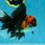Fluffy Tail A Grade Tricolor Oranda Male 4.5-5 inches #041825OR_16