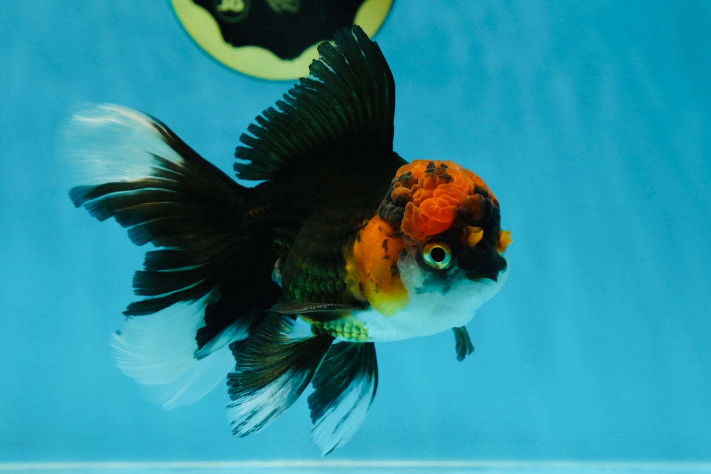 Fluffy Tail A Grade Tricolor Oranda Male 4.5-5 inches #041825OR_16