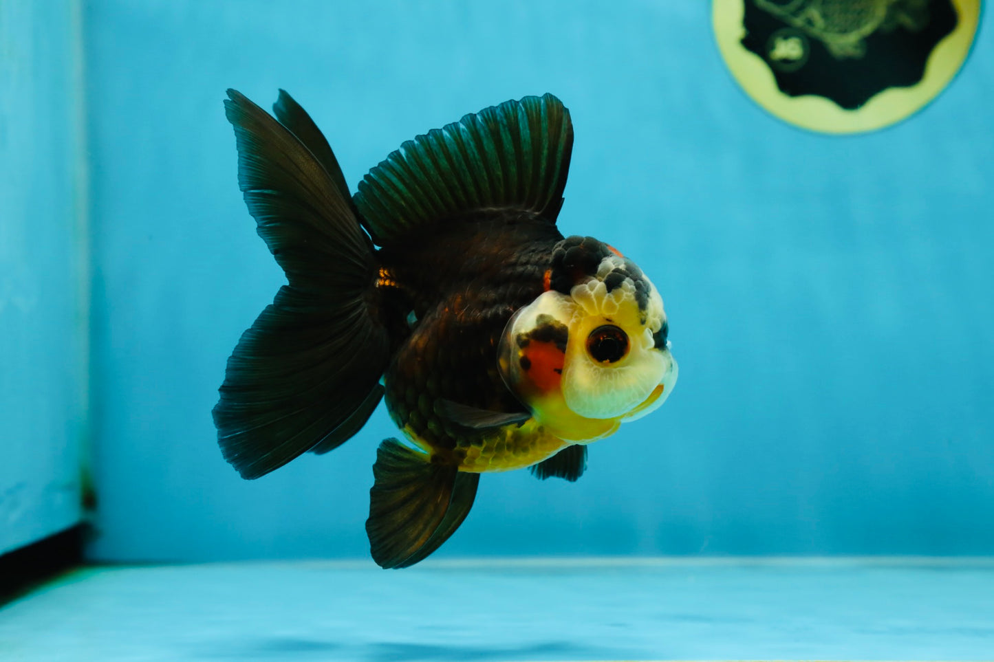 UNIQUE A Grade Bulldog Face Tricolor Button Eyes Oranda Female 4.5 inches #041825OR_14