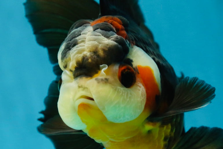 UNIQUE A Grade Bulldog Face Tricolor Button Eyes Oranda Female 4.5 inches #041825OR_14