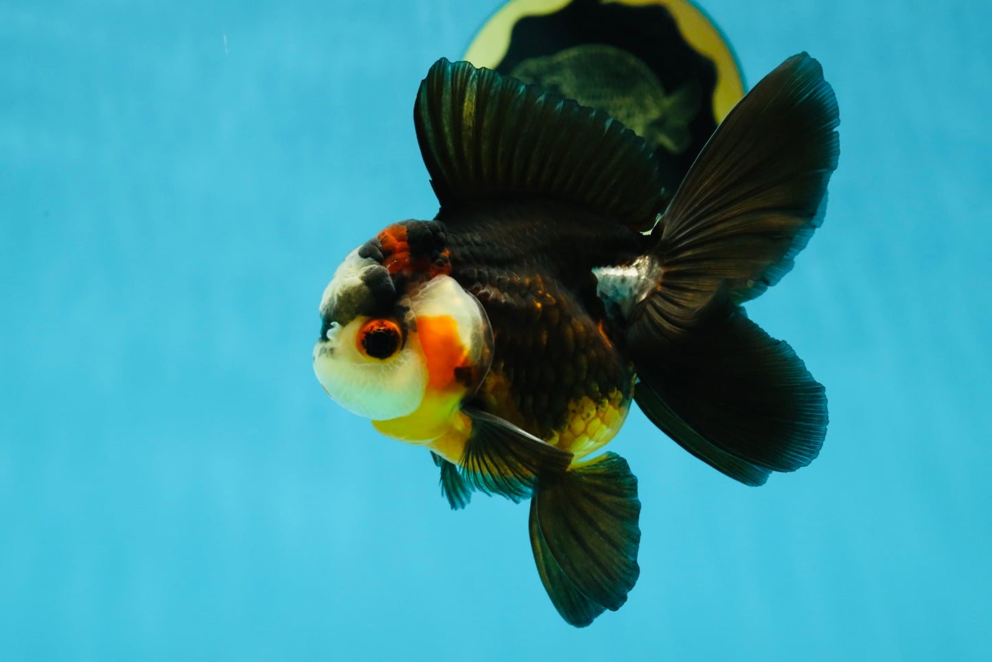 UNIQUE A Grade Bulldog Face Tricolor Button Eyes Oranda Female 4.5 inches #041825OR_14