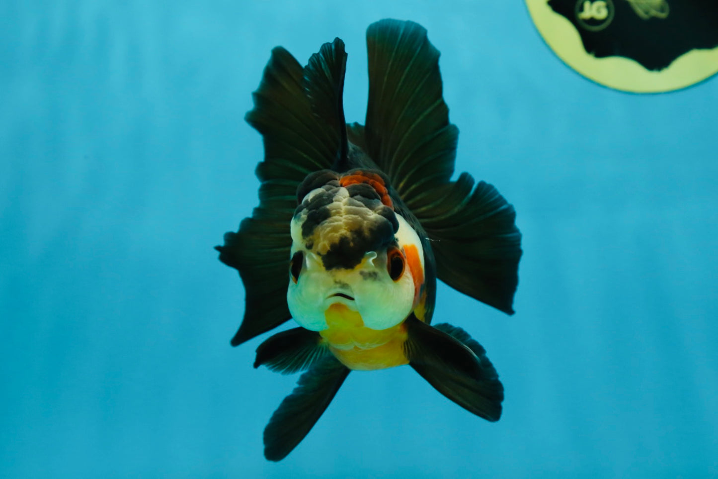 UNIQUE A Grade Bulldog Face Tricolor Button Eyes Oranda Female 4.5 inches #041825OR_14