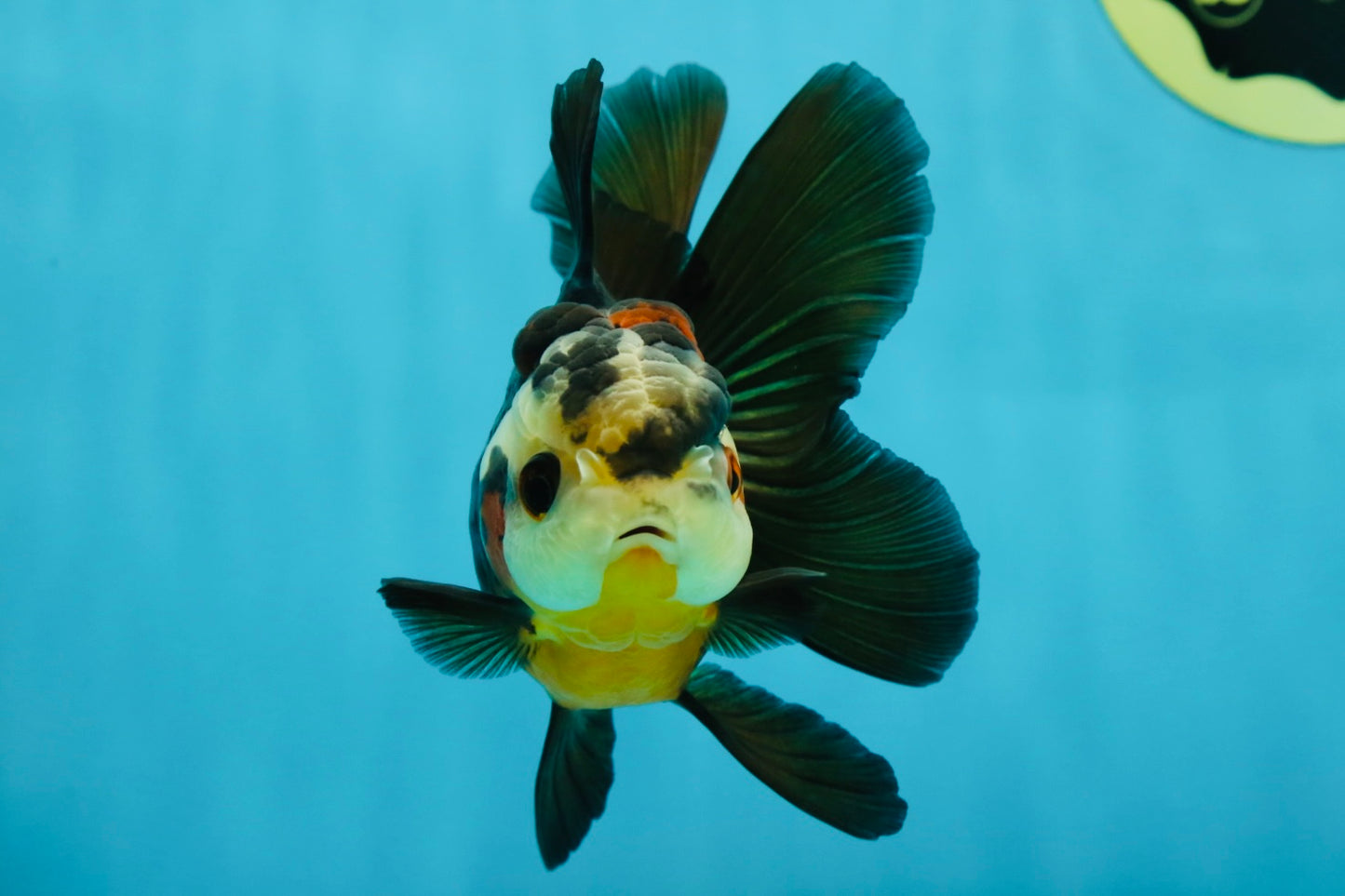 UNIQUE A Grade Bulldog Face Tricolor Button Eyes Oranda Female 4.5 inches #041825OR_14