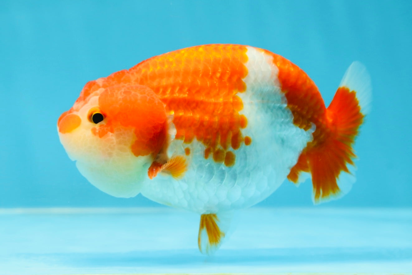 AAA Grade Adorable Red White LionQueen 4.5 inches #041825LC_02