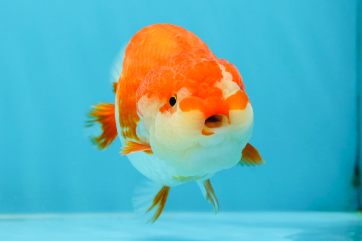 AAA Grade Adorable Red White LionQueen 4.5 inches #041825LC_02