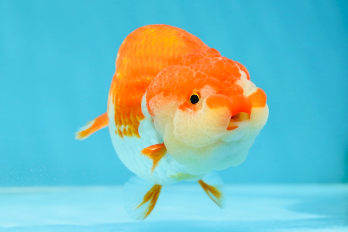 AAA Grade Adorable Red White LionQueen 4.5 inches #041825LC_02