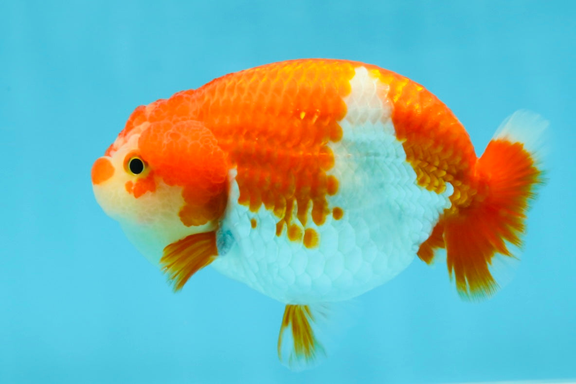 AAA Grade Adorable Red White LionQueen 4.5 inches #041825LC_02