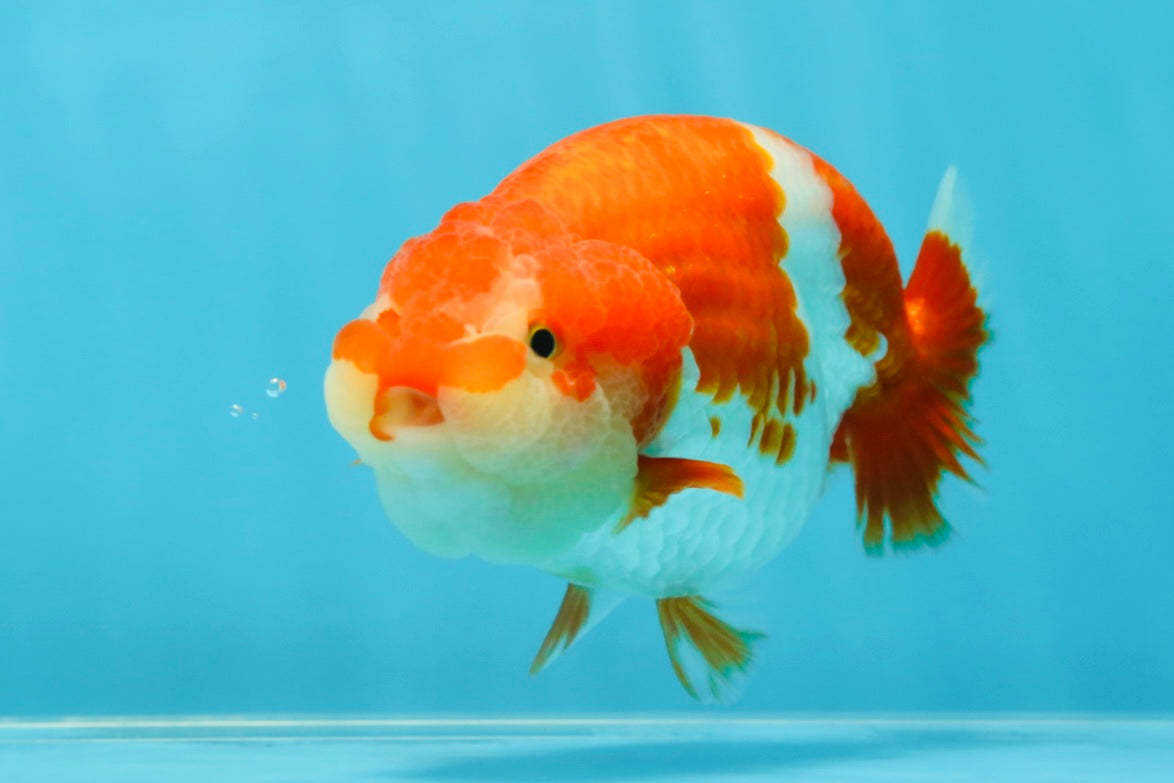 AAA Grade Adorable Red White LionQueen 4.5 inches #041825LC_02