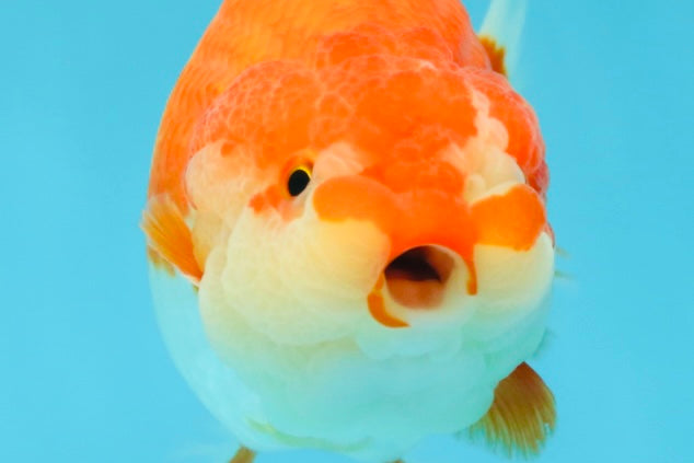 AAA Grade Adorable Red White LionQueen 4.5 inches #041825LC_02