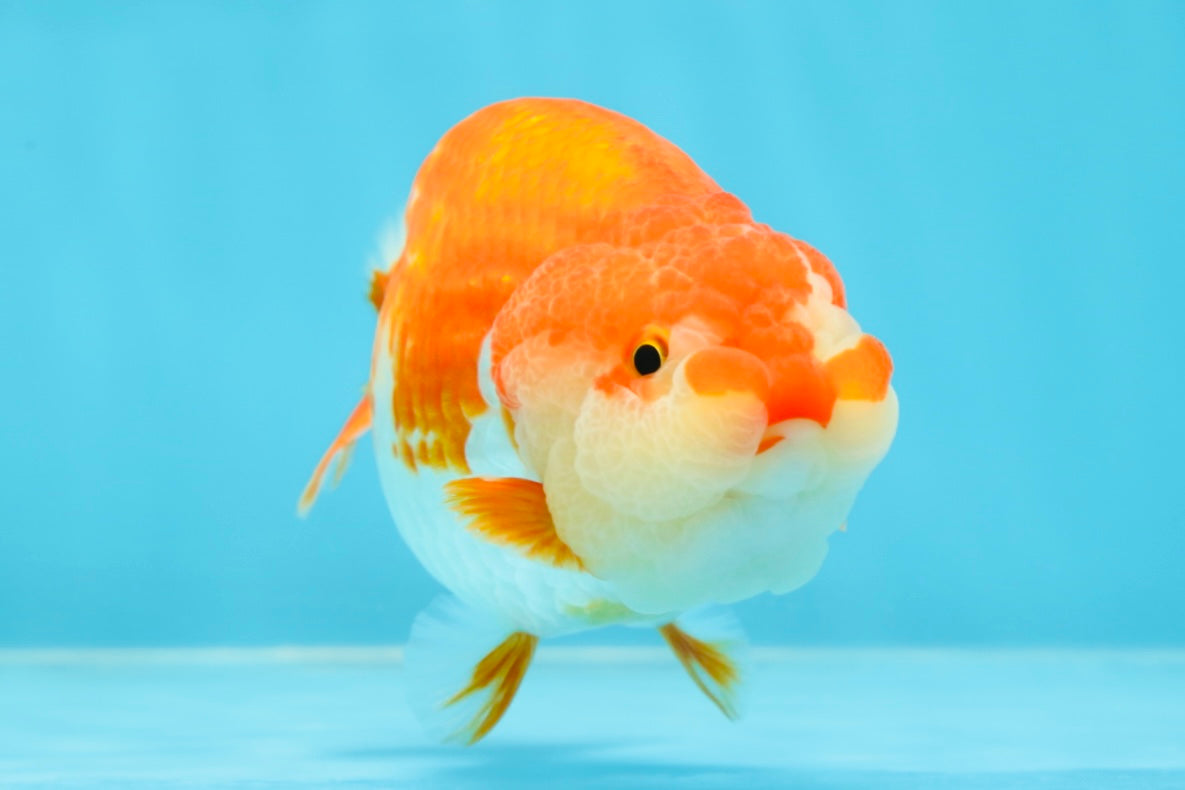 AAA Grade Adorable Red White LionQueen 4.5 inches #041825LC_02