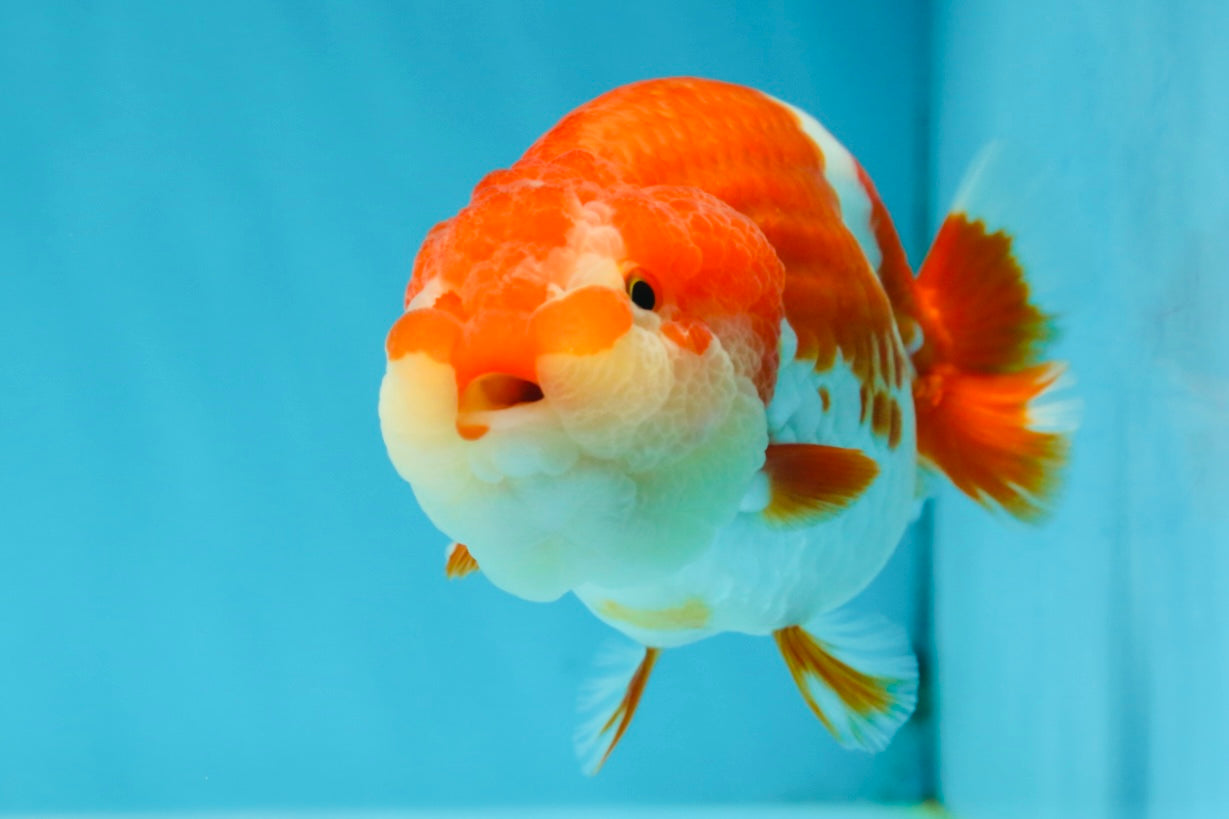 AAA Grade Adorable Red White LionQueen 4.5 inches #041825LC_02