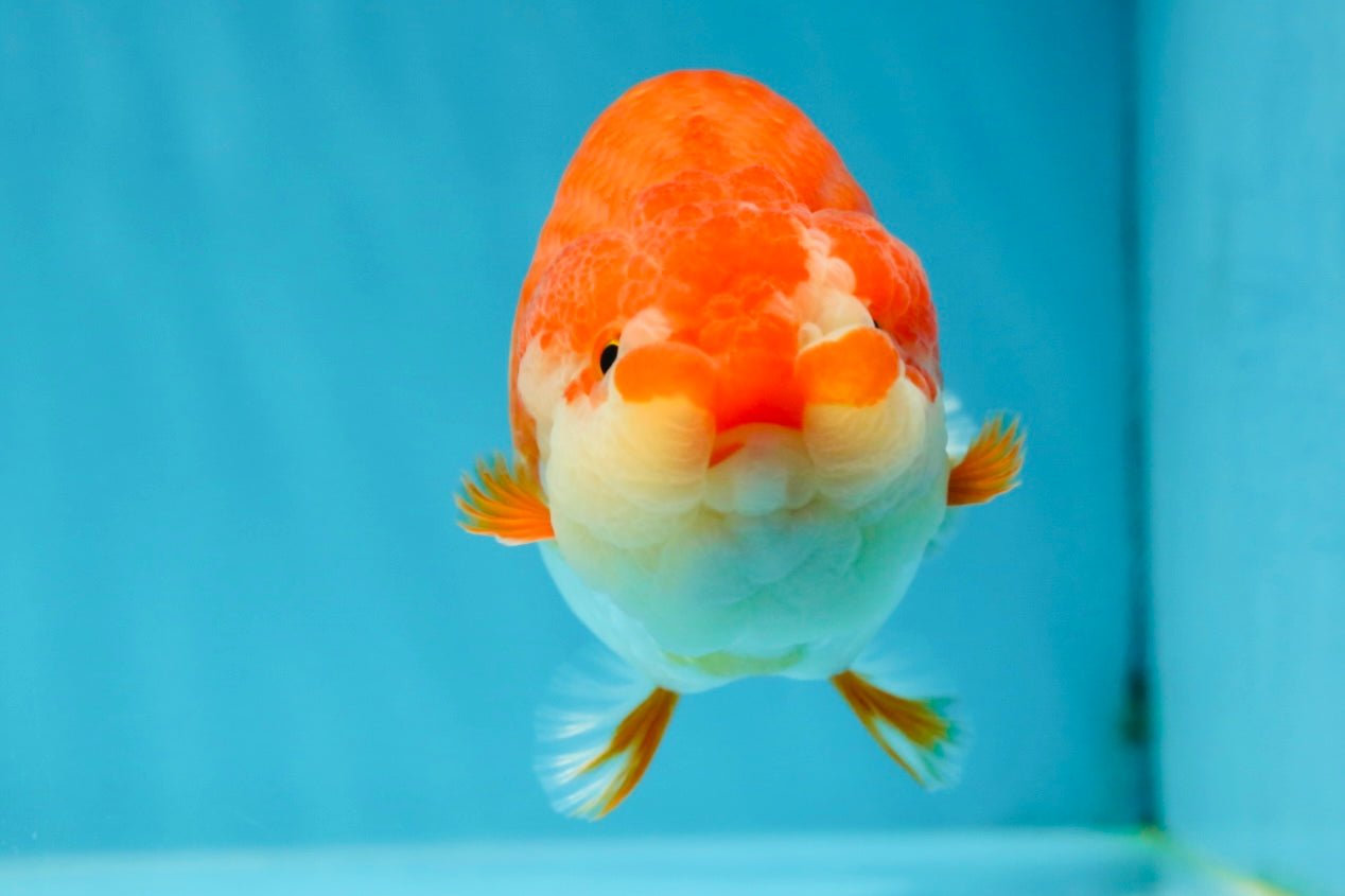 AAA Grade Adorable Red White LionQueen 4.5 inches #041825LC_02