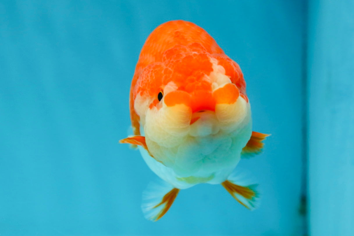 AAA Grade Adorable Red White LionQueen 4.5 inches #041825LC_02