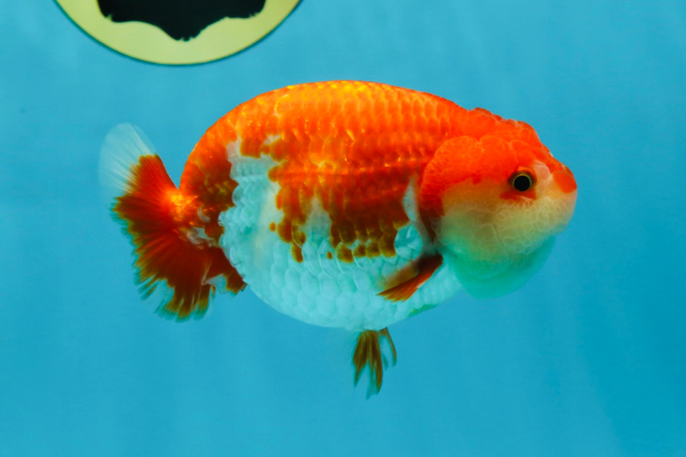 AAA Grade Adorable Red White LionQueen 4.5 inches #041825LC_02