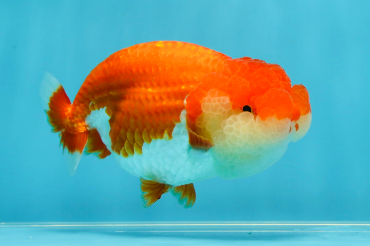 CHEEKY AAA Grade Red White LionQueen 4-4.5 inches #041825LC_03