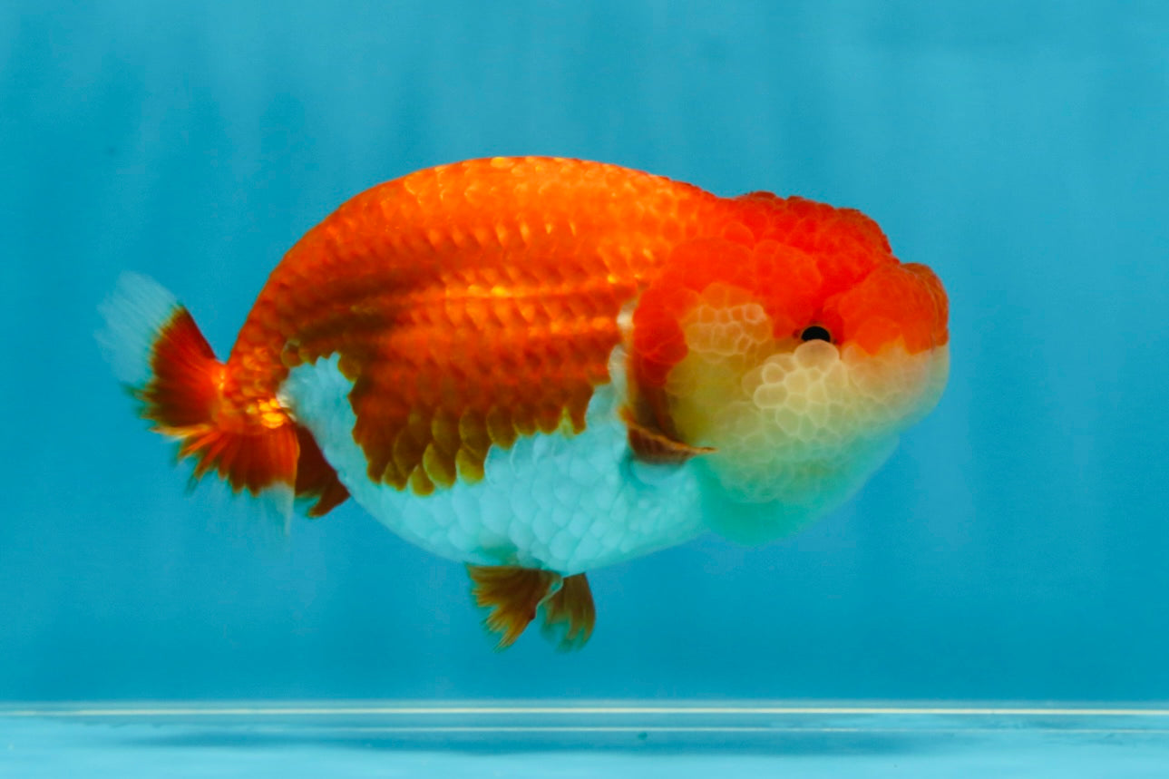 CHEEKY AAA Grade Red White LionQueen 4-4.5 inches #041825LC_03