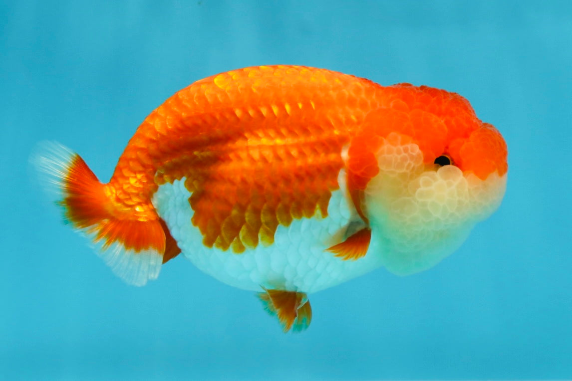 CHEEKY AAA Grade Red White LionQueen 4-4.5 inches #041825LC_03