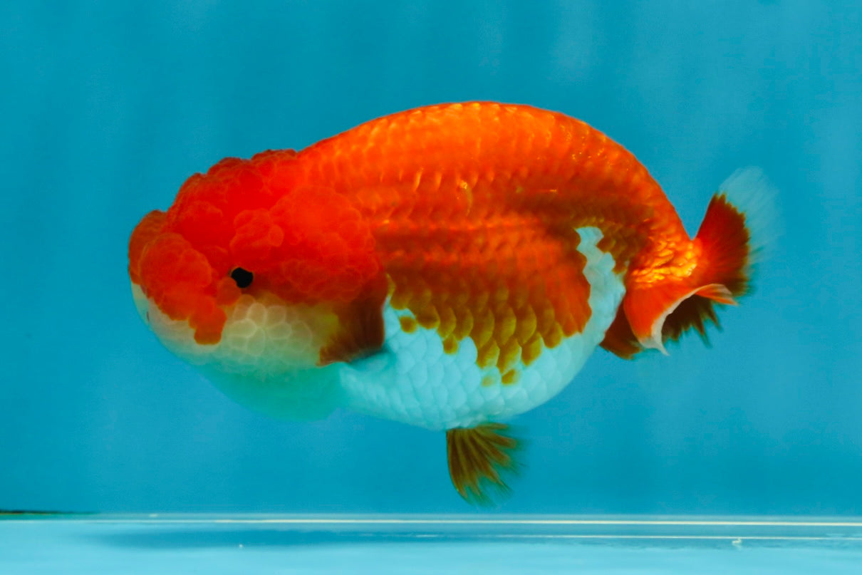 CHEEKY AAA Grade Red White LionQueen 4-4.5 inches #041825LC_03