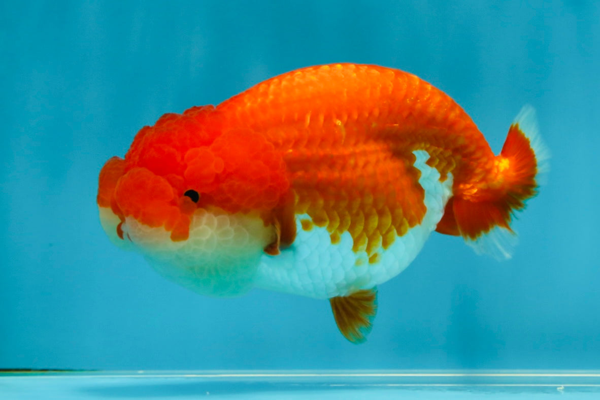 CHEEKY AAA Grade Red White LionQueen 4-4.5 inches #041825LC_03