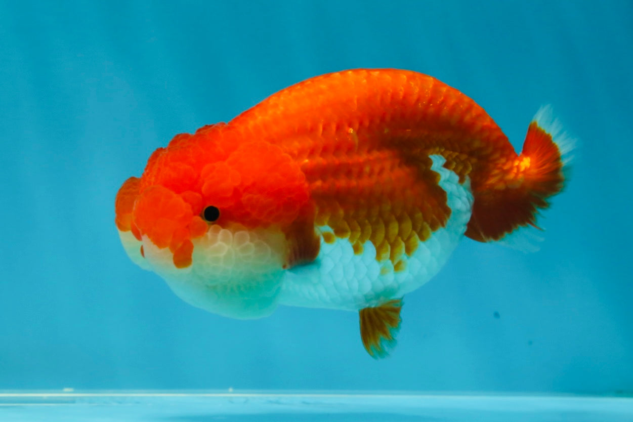 CHEEKY AAA Grade Red White LionQueen 4-4.5 inches #041825LC_03