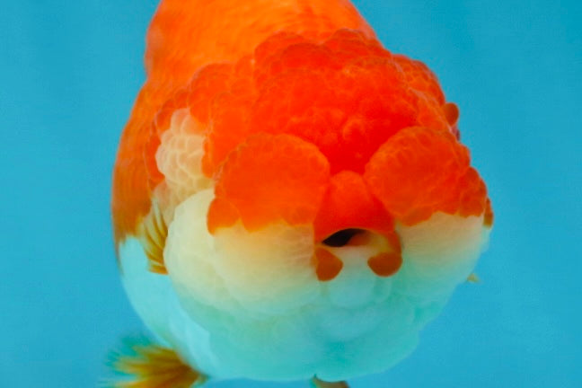 CHEEKY AAA Grade Red White LionQueen 4-4.5 inches #041825LC_03