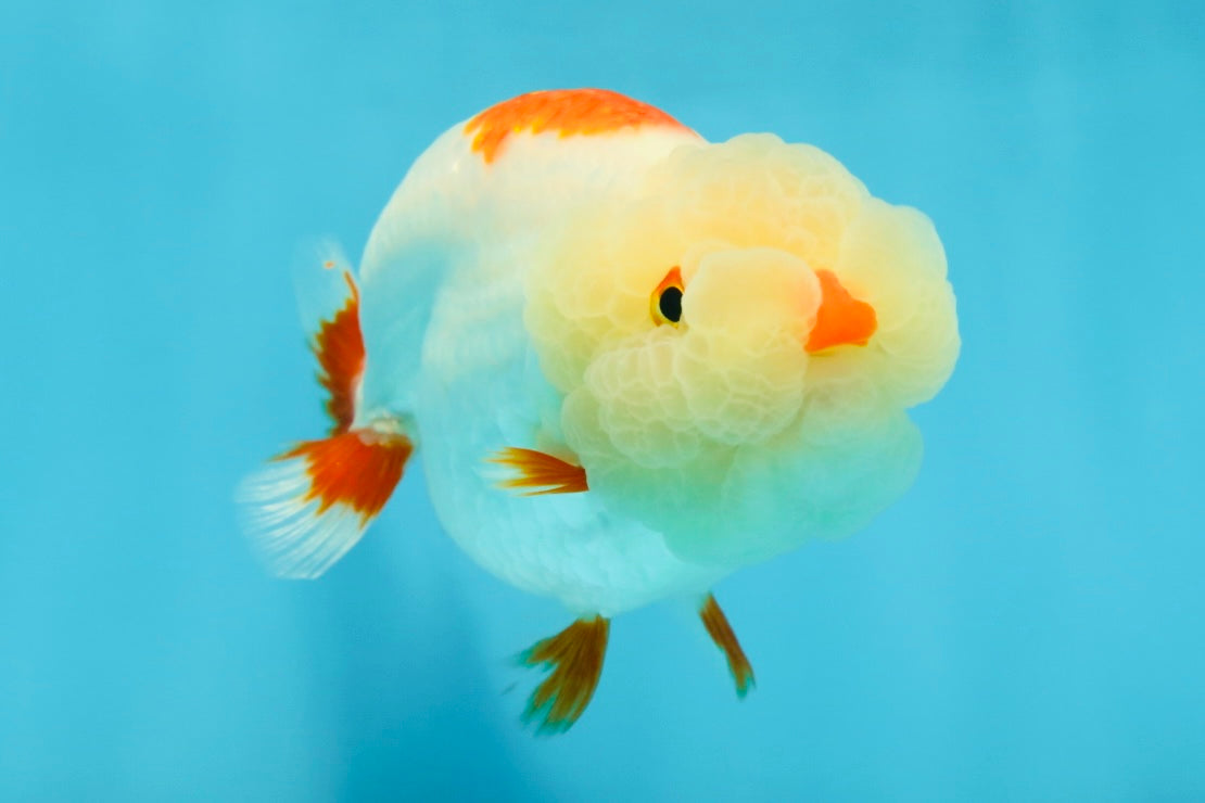 UNIQUE WEN AAA Grade Red Duckie White Red LionQueen 4-4.5 inches #041825LC_04