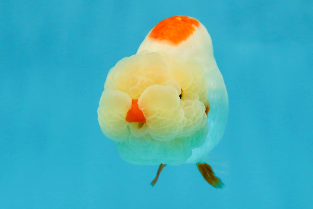 UNIQUE WEN AAA Grade Red Duckie White Red LionQueen 4-4.5 inches #041825LC_04