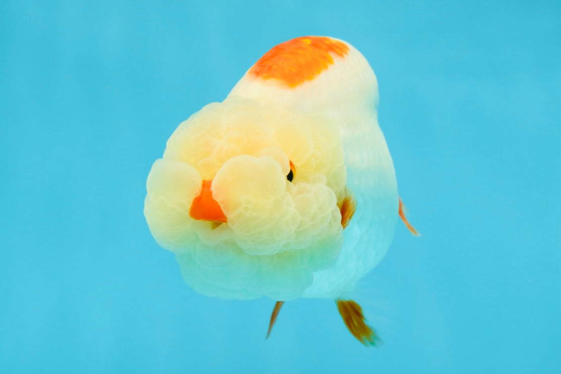 UNIQUE WEN AAA Grade Red Duckie White Red LionQueen 4-4.5 inches #041825LC_04