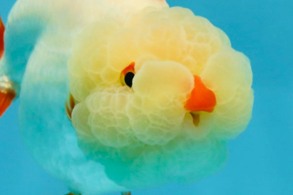 UNIQUE WEN AAA Grade Red Duckie White Red LionQueen 4-4.5 inches #041825LC_04