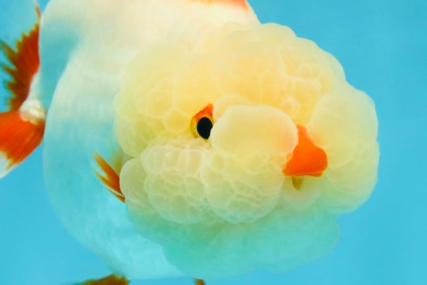 UNIQUE WEN AAA Grade Red Duckie White Red LionQueen 4-4.5 inches #041825LC_04