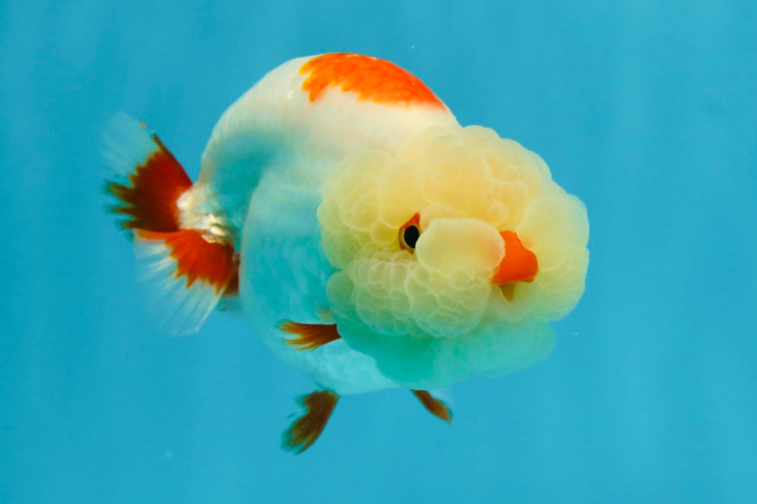 UNIQUE WEN AAA Grade Red Duckie White Red LionQueen 4-4.5 inches #041825LC_04