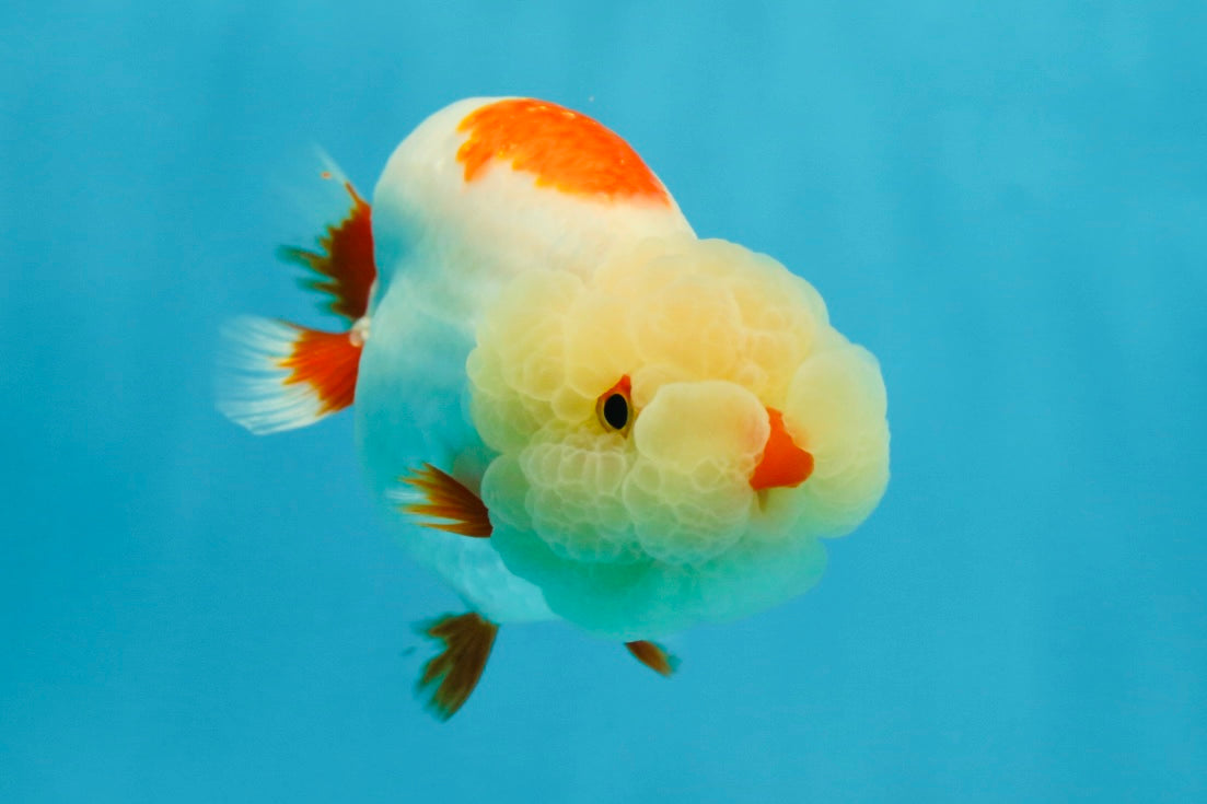 UNIQUE WEN AAA Grade Red Duckie White Red LionQueen 4-4.5 inches #041825LC_04