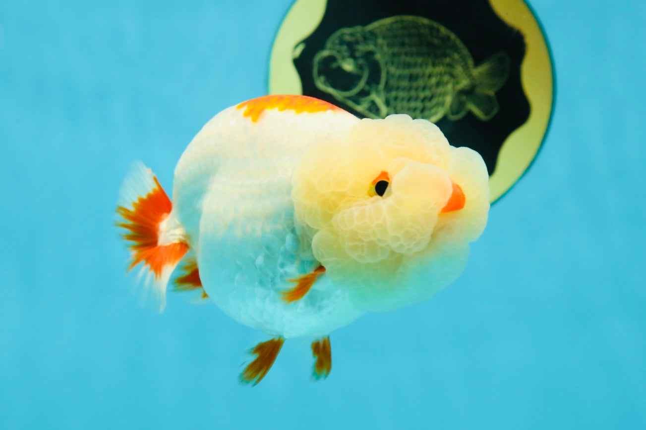 UNIQUE WEN AAA Grade Red Duckie White Red LionQueen 4-4.5 inches #041825LC_04