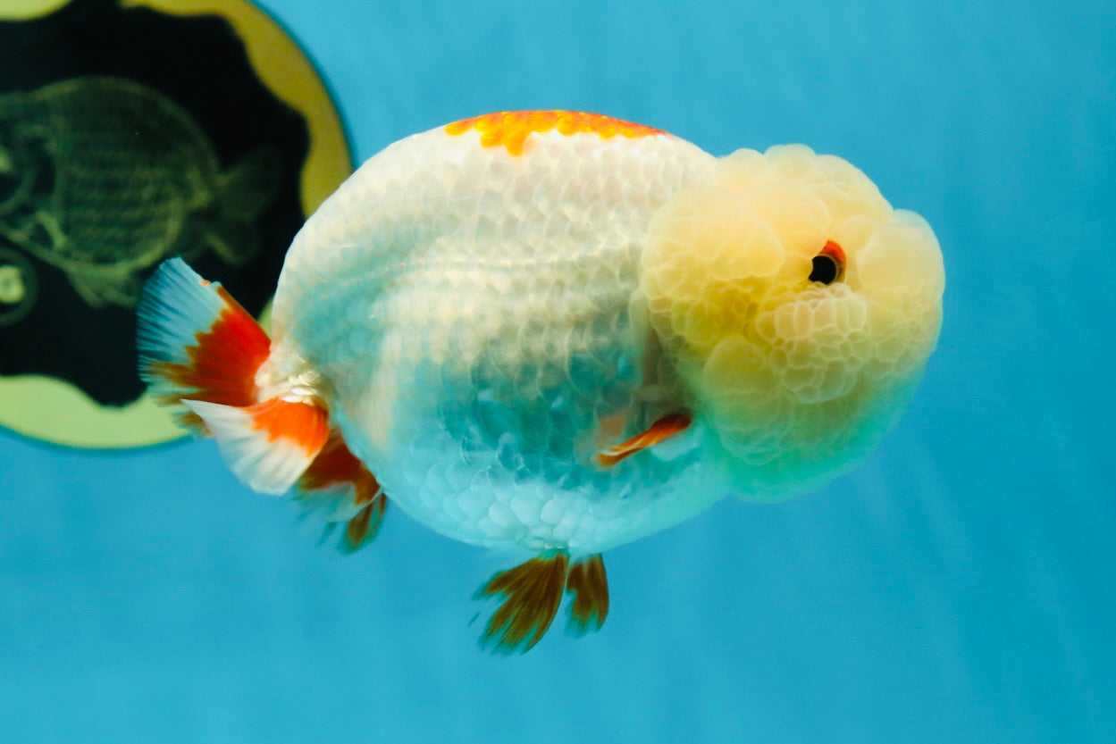 UNIQUE WEN AAA Grade Red Duckie White Red LionQueen 4-4.5 inches #041825LC_04