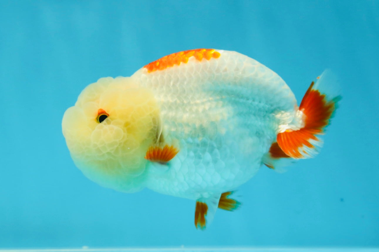 UNIQUE WEN AAA Grade Red Duckie White Red LionQueen 4-4.5 inches #041825LC_04