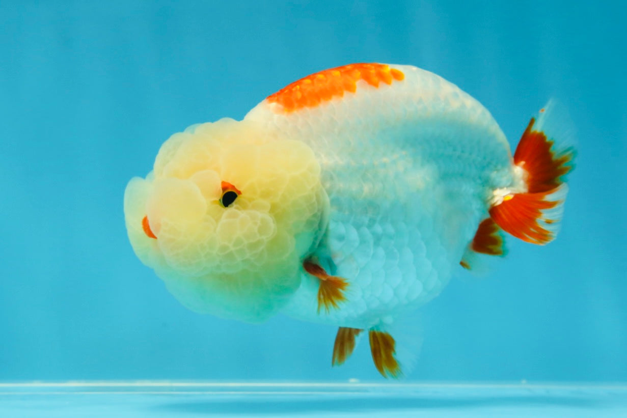 UNIQUE WEN AAA Grade Red Duckie White Red LionQueen 4-4.5 inches #041825LC_04