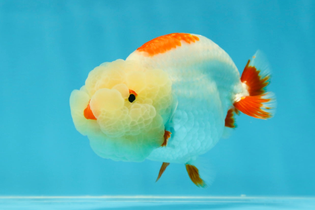 UNIQUE WEN AAA Grade Red Duckie White Red LionQueen 4-4.5 inches #041825LC_04