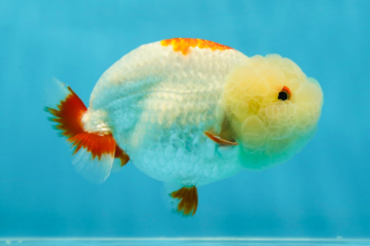 UNIQUE WEN AAA Grade Red Duckie White Red LionQueen 4-4.5 inches #041825LC_04