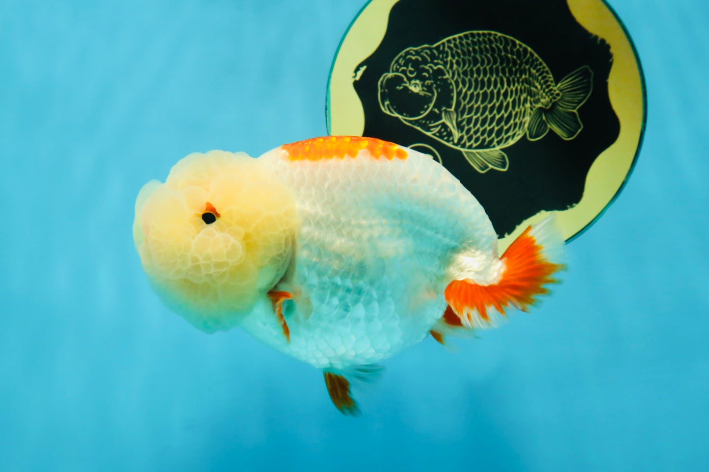 UNIQUE WEN AAA Grade Red Duckie White Red LionQueen 4-4.5 inches #041825LC_04