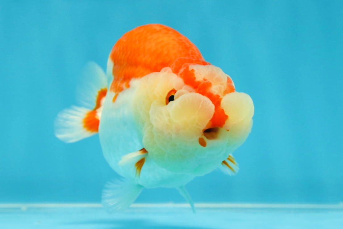 CHEEKY AAA Grade Super Cute Red White LionKing 4.5 inches #041825LC_05