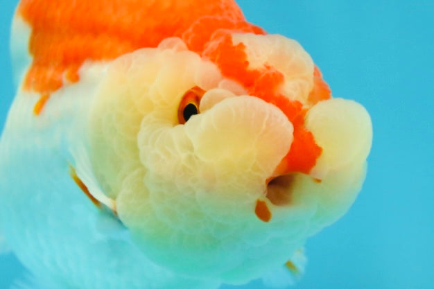 CHEEKY AAA Grade Super Cute Red White LionKing 4.5 inches #041825LC_05